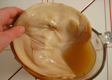 Каким образом можно отделить верх чайного гриба. Что делать дальше с отделенной частью медузомицета.
