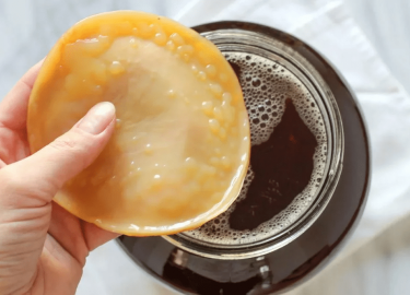 Какие существуют наиболее распространенные болезни чайного гриба. Чем опасны для медузомицета повреждения, плесень и ...