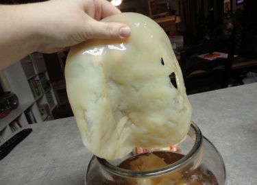 По какой причине чайный гриб зеленый. Почему образуются сине-зеленые водоросли в емкости с медузомицетом.
